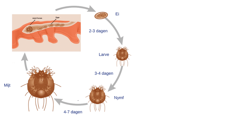 Schurft herkennen en behandelen: de reproductiecyclus van de scabiësmijt