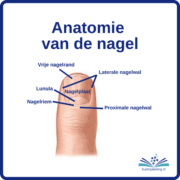 Anatomie van de nagel